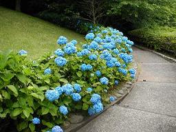 彦島南公園 園路沿いの紫陽花