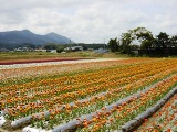 川棚での隔離栽培の様子