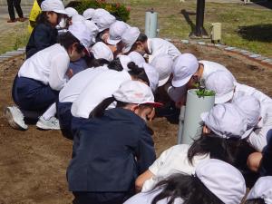 植え付け１