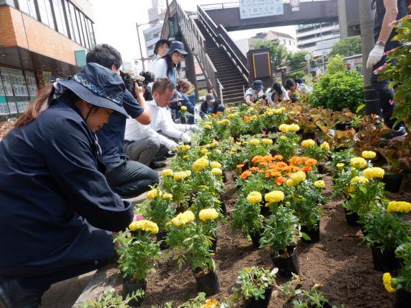 植付け