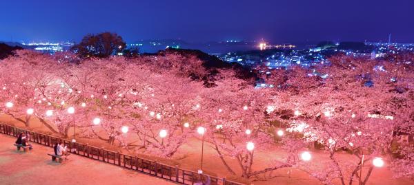 夜桜