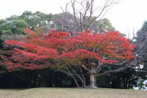 momiji