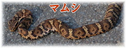 マムシの写真
