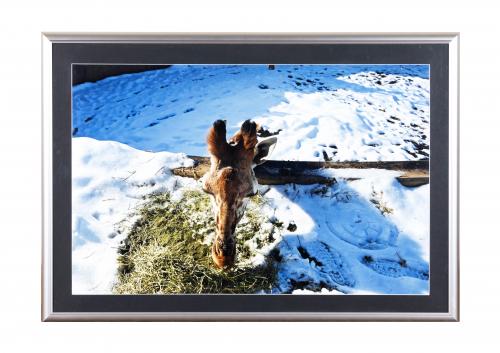 キリンなのだ！！