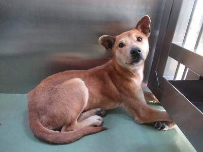 犬
