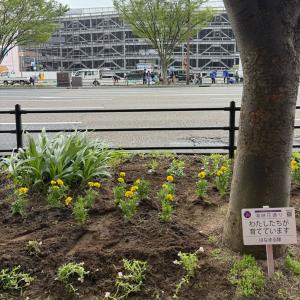 植え付け後