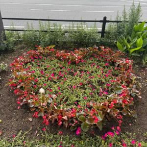 植え付け後2