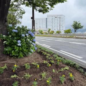 植え付け後3
