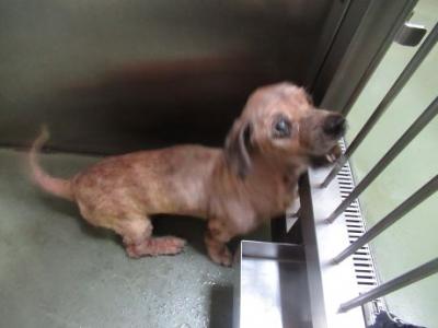 犬