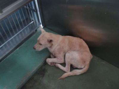 迷い犬