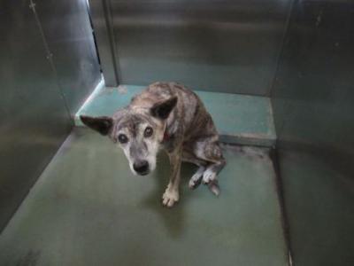 犬