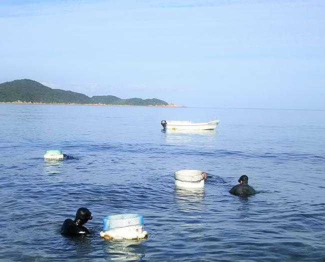 豊浦で潜りをする漁師の写真